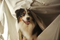 Fünf Freunde 2 – Hund Timmy wurde als einziger nicht von den Gangstern gefangen genommen. Er versucht, den Freunden zu helfen.