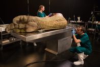 T-Rex Autopsie – UNITED KINGDOM - Dr. Tori Herridge examines the severed T. rex leg as Dr. Steve Brusatte photographs the foot.