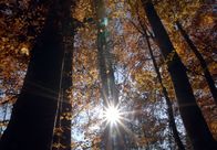 Mythos Wald – Die Lufttemperatur und die Menge des einfallenden Lichtes steuern die meisten Abläufe des Lebens im Wald.