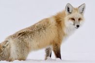Yellowstone - Park der Extreme – Durch die einzigartige geografische Beschaffenheit des Nationalparks ist der Winter im Yellowstone einer der strengsten und außergewöhnlichsten weltweit.