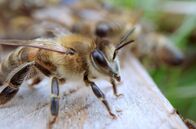 Mitbestimmung im Tierreich – Das „Tanzen“ der Bienen ist ein seit der ersten Hälfte des 20. Jahrhunderts bekanntes Kommunikationssignal. Die Choreographie zeigt ihnen die zurückzulegende Strecke und die Ausrichtung der Blüten in Bezug auf die Sonne an.