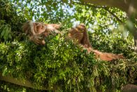 Terra X: Die ersten Menschen – Schlafnester sorgen dafür, dass der Schlafende nicht so leicht vom Baum fällt. Forscher glauben, dass ein erholsamer Schlaf wichtig für die Hirnentwicklung des Menschen und seiner nächsten Verwandten war.