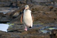 GEO Reportage – In Neuseeland gibt es eine einzigartige endemische Tierwelt. Dazu gehören auch die vom Aussterben bedrohten Gelbaugenpinguine.