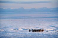 Terra X: Ein perfekter Planet – Moschusochsen sind Kältespezialisten: Die Polarnacht in Ellesmere Island ohne Sonnenlicht dauert mehrere Monate.