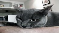 Der Katzenflüsterer – Fr, 04.11., 06:05 Uhr