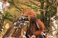 Unsere Wälder – Im Wald sind viele Lebewesen miteinander verbunden. Eichhörnchen beispielsweise legen im Herbst Nahrungsdepots an. Nicht alle Verstecke finden sie später wieder. Davon profitieren Eichen, Buchen und viele andere Bäume, deren Früchte so verbreitet werden.