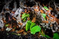 Terra X: Unser grüner Planet – Blattschneiderameisen ernten große Mengen an Blättern und düngen damit einen Pilz, der die Insekten mit Nahrung versorgt.