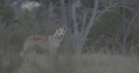 Waffen der Tiere – Dingos sind Langstreckenläufer und können ihre Beute kilometerweit verfolgen.