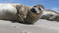 Wilde Ostsee – Auf einsamen Sandinseln im dänischen Kattegat bekommen die Seehunde ihre Jungen.