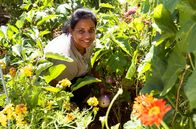 Garten und lecker – Zum Finale geht es in den Interkulturellen Gemeinschaftsgarten nach Lahr im Schwarzwald. Hier gärtnert die heutige Gastgeberin Sugirtha Navarathinam gemeinsam mit 25 anderen Menschen. Auf ihrer Parzelle baut sie vor allem Nutzpflanzen aus ihrer Heimat Sri Lanka an: Bittergurken, besondere Bohnen und Auberginen.