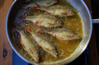 Zu Tisch ... – Wer gute Stellen kennt, kann in der Mosel schöne Rotaugen angeln – und sie anschließend braten.