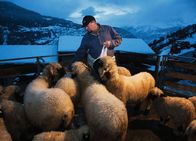 SRF bi de Lüt – Peter Gottsponer ist mit Leidenschaft Schäfer: Im Sommer hat der Wolf einige Schafe gerissen, dies führt im Dorf zu Diskussionen. (Copyright SRF/Thomas Andenmatten)