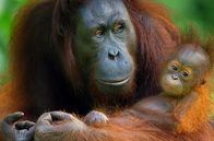 Tropische Inseln unserer Erde – Eine Borneo-Orang-Utan-Mutter mit ihrem Jungen