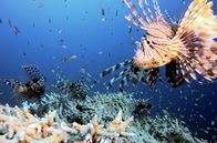 Mission Wildnis – Von einem Taucher harpunierter Rotfeuerfisch: Die eigentlich im Indopazifik und im Roten Meer heimische Art wurde im tropischen Westatlantik heimisch und gilt dort als invasiv.