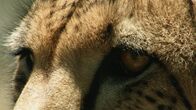 Geborene Jäger – An African cheetah, surveying the landscape.