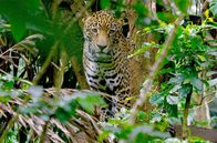 Costa Rica - Der Natur zur Seite stehen – Costa Rica - Der Natur zur Seite stehen (2020)