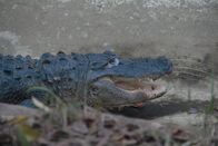 Zoogeflüster – Close up of Girl the Alligator.