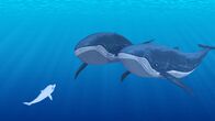 Zoom - Der weiße Delfin – Zoom, der weiße Delfin, hat zwei Wale getroffen und kommuniziert mit ihnen. Sie suchen ihr Junges und Zoom kann ihnen dabei helfen.