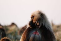 Feindselige Erde – Äthiopien - Ein männlicher Gelada, Simien Mountains National Park, Äthiopien.