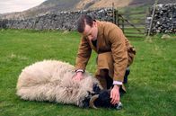 Der Doktor und das liebe Vieh – James Herriot (Nicholas Ralph)