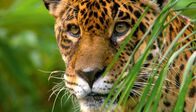 Mythos Amazonas – Der Jaguar ist die mächtigste Raubkatze Südamerikas. Weil größere Beutetiere im Regenwald selten sind, nutzen die Katzen riesige Reviere: Das Territorium eines Männchens ist gut 40.000 Hektar groß.