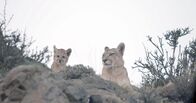 Die Fährte der Pumas – Pumas - Torres Del Paine, Chile.