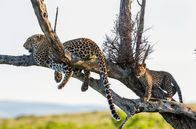 Die Leopardin – Erwachsene und junge Leoparden bringen sich vor Konkurrenten oft auf Bäumen in Sicherheit.