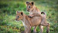 Planet Erde II – Zwei kleine Löwenbabys, zehn Wochen alt, im Okavango Delta. Sie müssen ihrer Mutter ins Wasser folgen, denn wenn das Grasland überflutet ist, müssen die Kleinen dort jagen lernen.