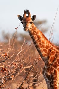 Afrikas kleine Riesen – Eine junge Giraffe steht inmitten von Mopani-Bäumen. (Wim Vorster)