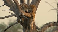 Killer Safari – Ein Leopard, der quer über den Ästen eines Baumes liegt. (Earth Touch LTD)