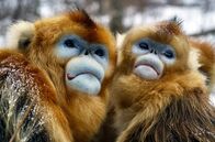 Wilde Tierreiche – Zwei Goldstumpfnasen im Winter: Die extreme Kälte im Gebirge der chinesischen Provinz Hubei zehrt an den Kräften der Primaten.