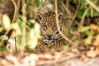 NaturTalente – Dank seines gefleckten Fells ist der Jaguar im Blätterdickicht des Dschungels beinahe unsichtbar.