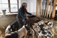 Frühling – Alltag einer Dorfhelferin: Katja Baumann (Simone Thomalla) füttert auf dem Birkenhof die Schweine.