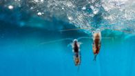 Eisige Welten – Das Zooplankton in den arktischen Gewässern ist eine wesentliche Nahrungsquelle für viele Meereslebewesen wie etwa den Blauwal.