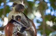 Tierische (R)Evolution – Der Sansibar-Stummelaffe lebt ausschließlich auf dem Sansibar-Archipel und ist einer der seltensten Affen der Welt.