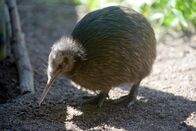 Zoo-Babies – Mi, 12.11., 11:55 Uhr