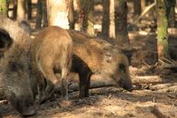 Tierische Eroberer – Young wild boar in the woods of Berlin, Germany.