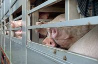 Re: – Ein paar Hundert Schweine hat Erik Reijrink bereits verkauft. Seine Ställe muss er abreißen lassen.