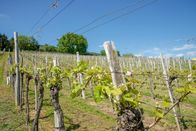 Aufgetischt – Weingarten, Grenzgebiet zu Slowenien.