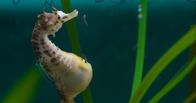 Big Pacific – Bei den Seepferdchen übernehmen die Männchen die Schwangerschaft.