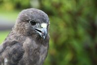 Wildes Hawaii – Standort: Panaewa Rainforest Zoo and Gardens, Hilo, Hawaii: Ein I'o - ein endemischer hawaiianischer Falke. I'o wurden von den hawaiianischen Ureinwohnern als königliches Symbol angesehen. Heute leben sie nur noch auf der Großen Insel.