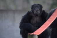 Triff die Schimpansen – Mo, 18.03., 18:05 Uhr