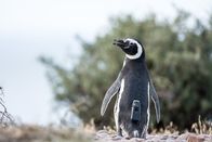 Universum – Ein Magellan-Pinguin mit einer Miniaturkamera ausgestattet in der Kolonie Cabo dos Bahias in Argentinien.