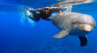 360° - Geo-Reportage – Ausflug ins Meer – Delfintrainerin Romy von Leeuven schwimmt mit einem Großen Tümmler.