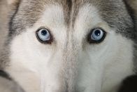 One Strange Rock – A wolf stares down the camera at Farm Studios - animals feature throughout the series to represent the biodiversity of life on Earth.
