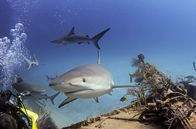 Elstners Reisen – Auge in Auge mit einem Riffhai: Tauchgänge mit Stuart Cove, der schon für die „James Bond“-Filme mit Haien tauchte, sind ein Erlebnis.