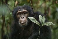 Sieben Kontinente - Ein Planet – Die Schimpansen-Population an der Elfenbeinküste in Westafrika ist stark gefährdet.