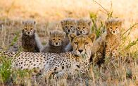 Expeditionen: Helden der Evolution – Geparden, Serengeti National Park, Tansania.