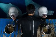 Weiße Wale – Belugas lassen sich ähnlich leicht trainieren wie Delfine und Schwertwale.