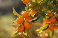 Zu Tisch ... – Alexandra und Nikos Guliumis haben vor zehn Jahren mit dem Anbau von Kumquats begonnen.